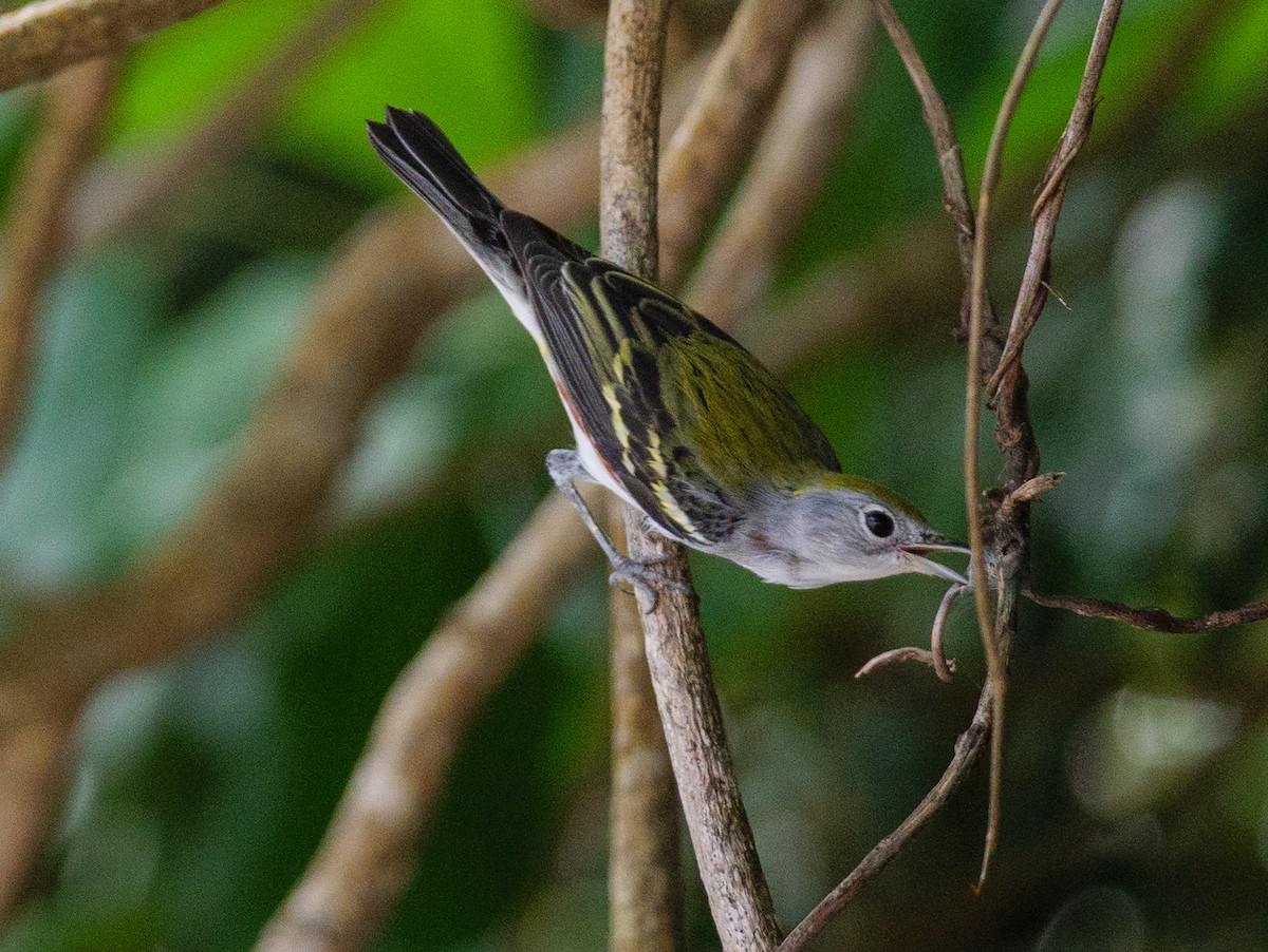 lesňáček rezavoboký - ML646608897