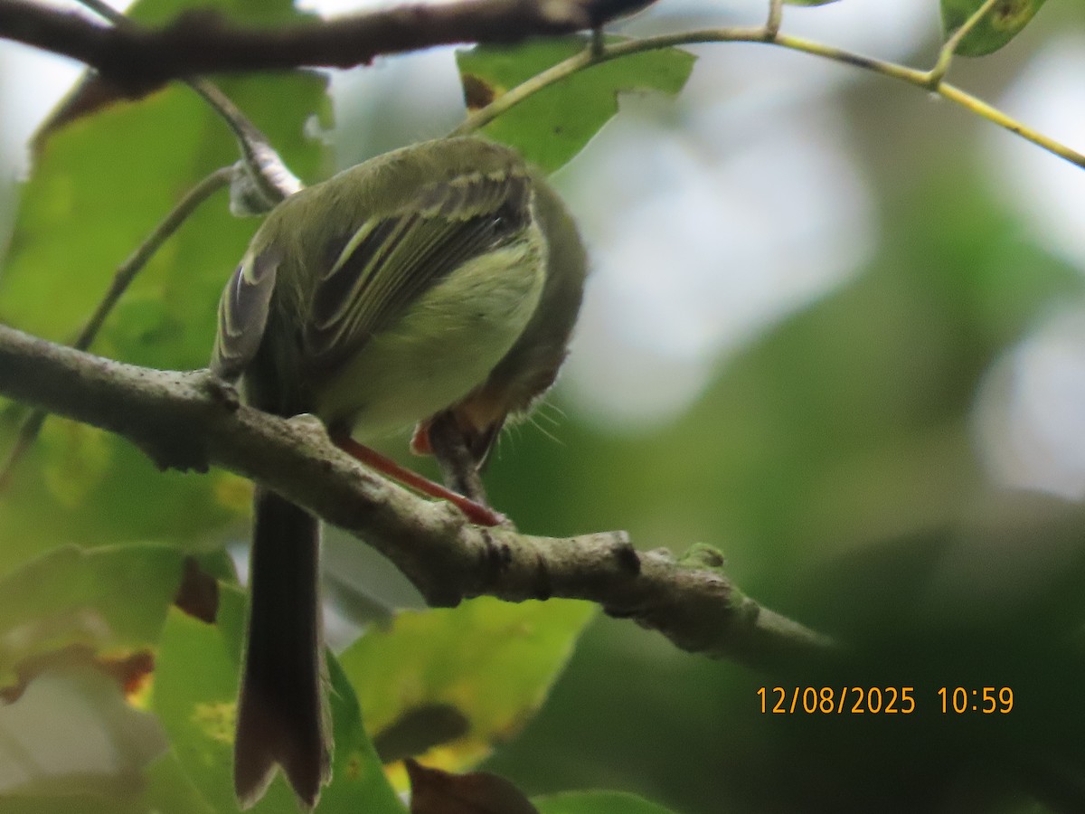 Pale-eyed Pygmy-Tyrant - ML646608898