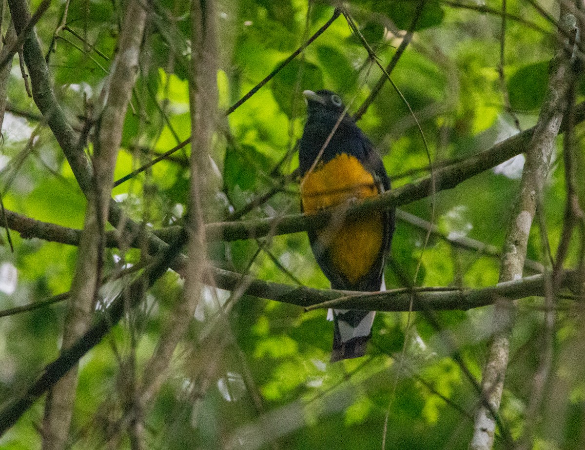 ハグロキヌバネドリ - ML646608901