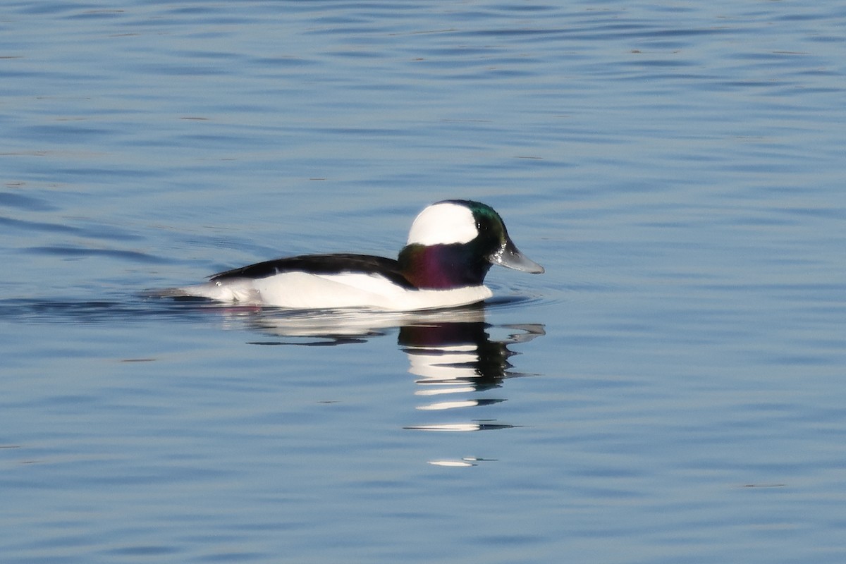 ヒメハジロ - ML646608902