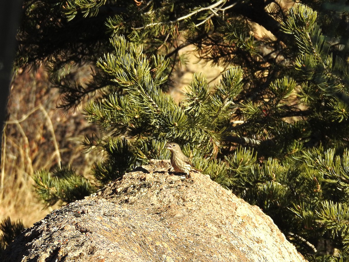 House Finch - ML646608904