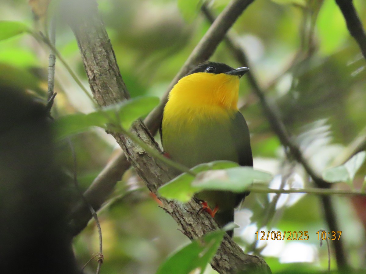 Golden-collared Manakin - ML646608905