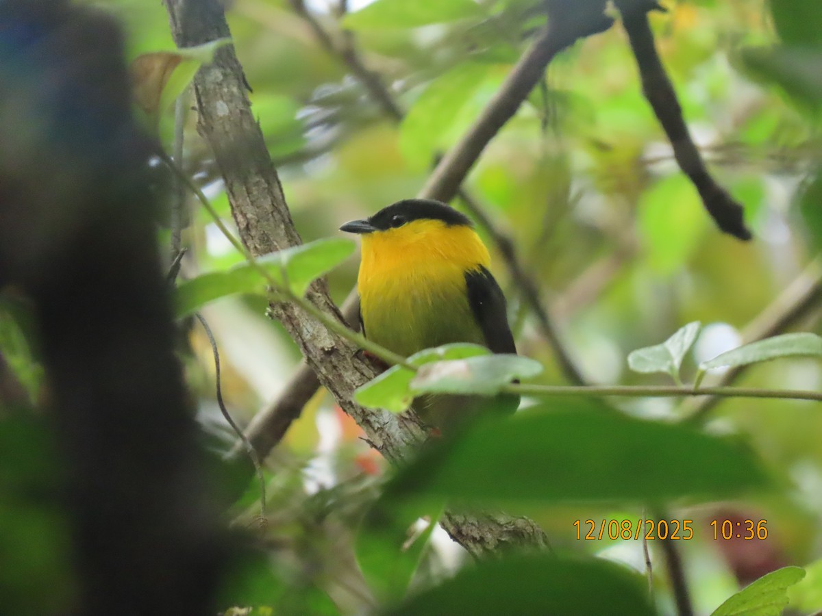 Golden-collared Manakin - ML646608906