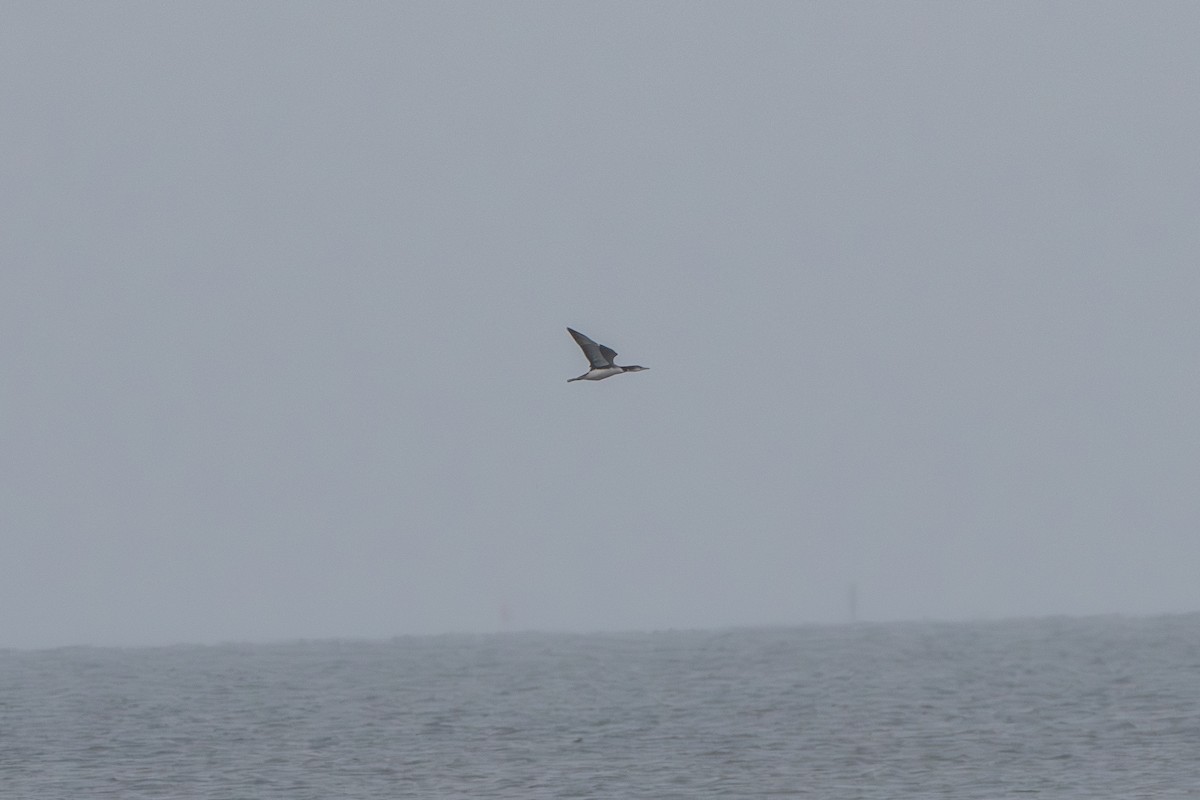 Buz Dalgıcı - ML646608908