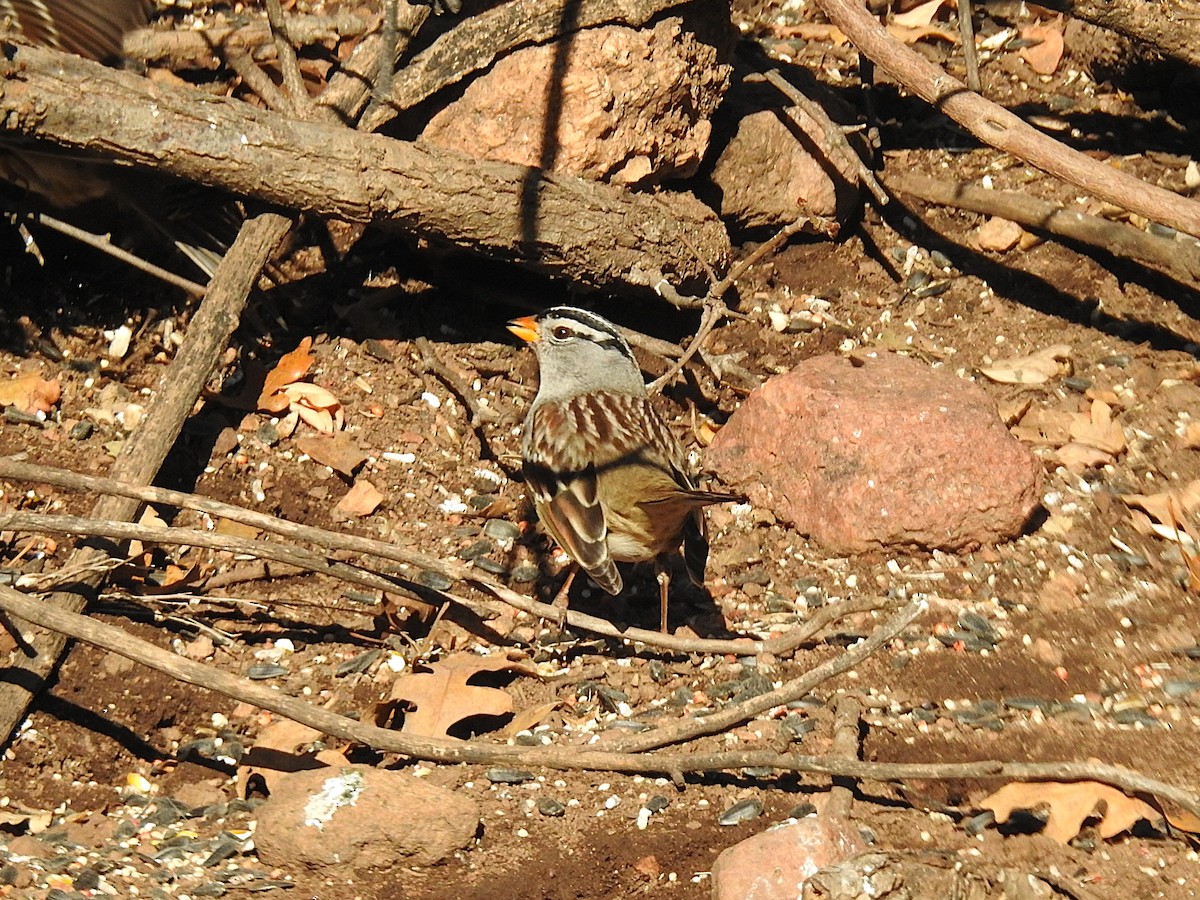 White-crowned Sparrow - ML646608917