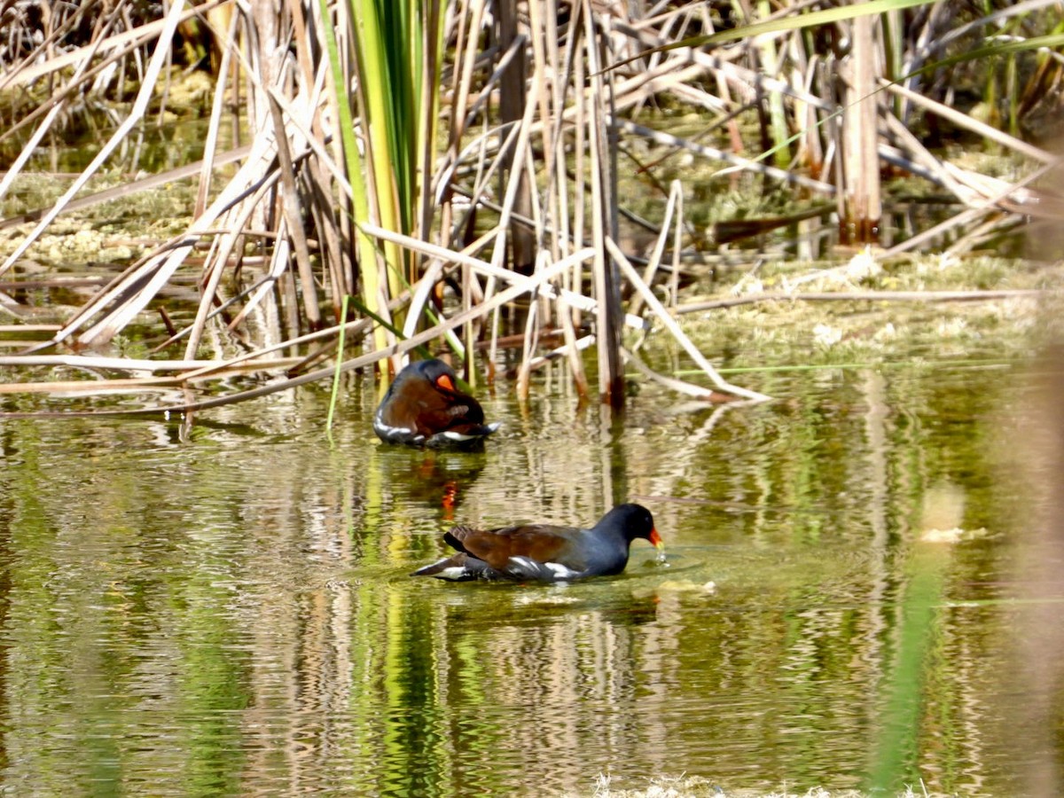 Common Gallinule - ML646608918