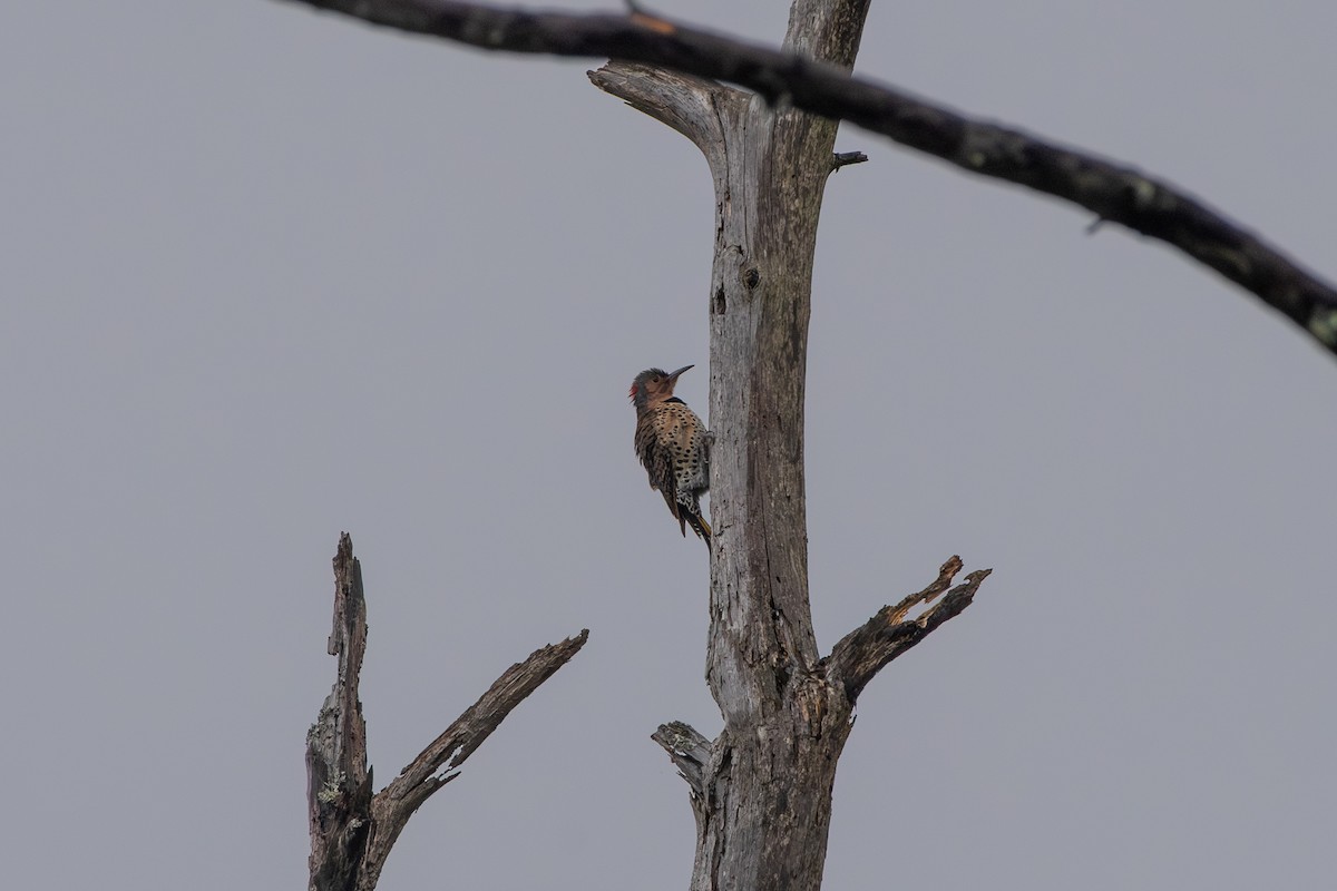 Altın Ağaçkakan - ML646608919