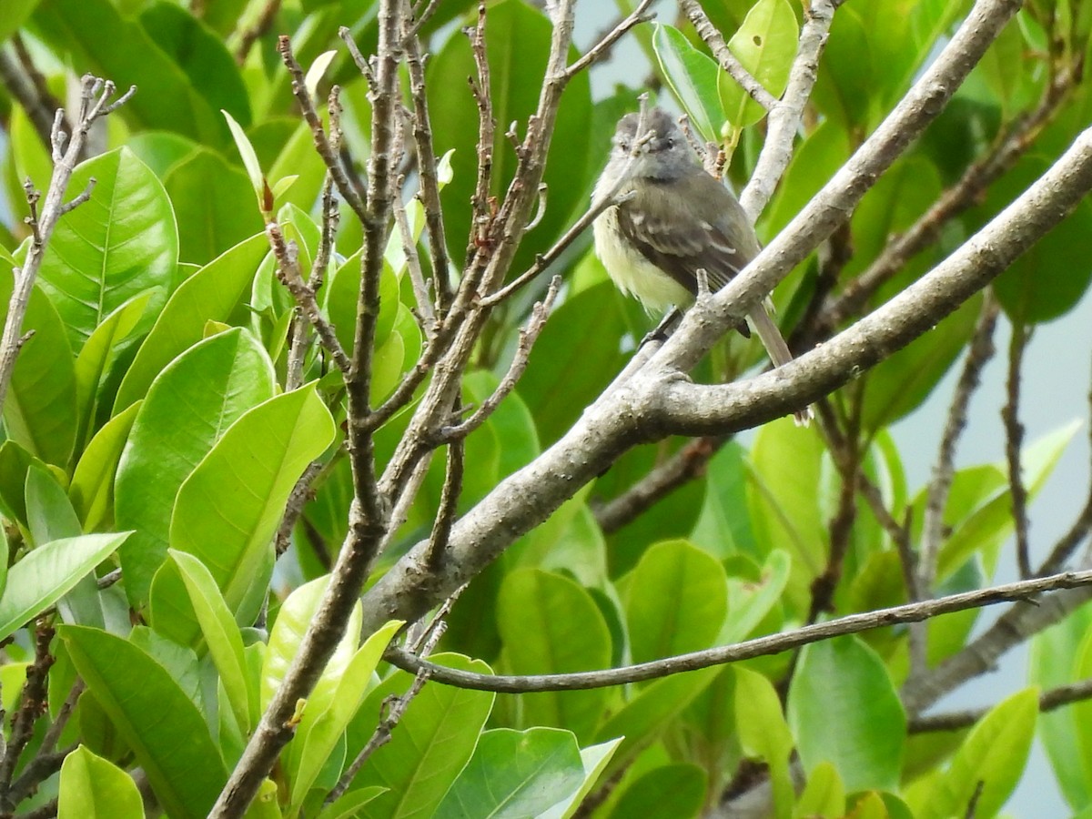 Southern Beardless-Tyrannulet - ML646608922