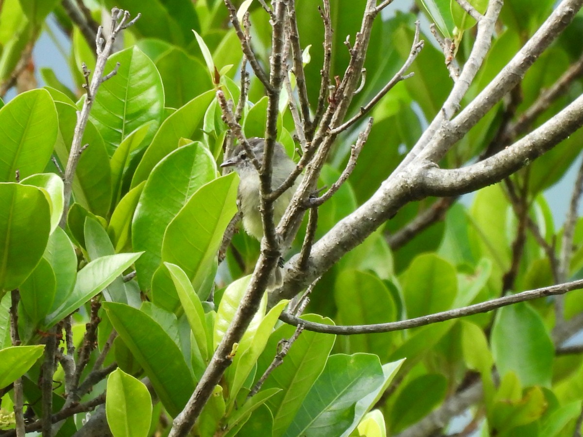 Southern Beardless-Tyrannulet - ML646608923