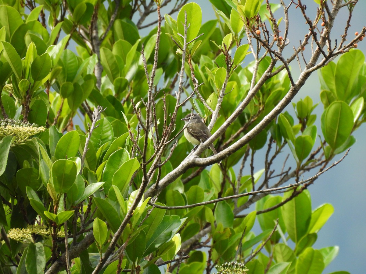 Southern Beardless-Tyrannulet - ML646608924