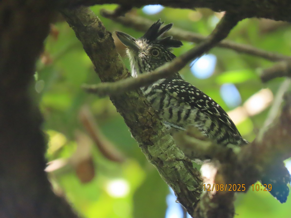 Barred Antshrike - ML646608925