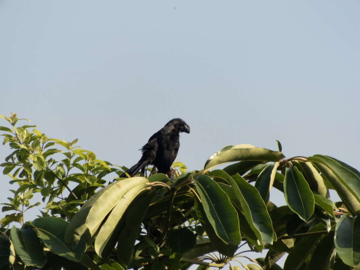 glattnebbani - ML646608928