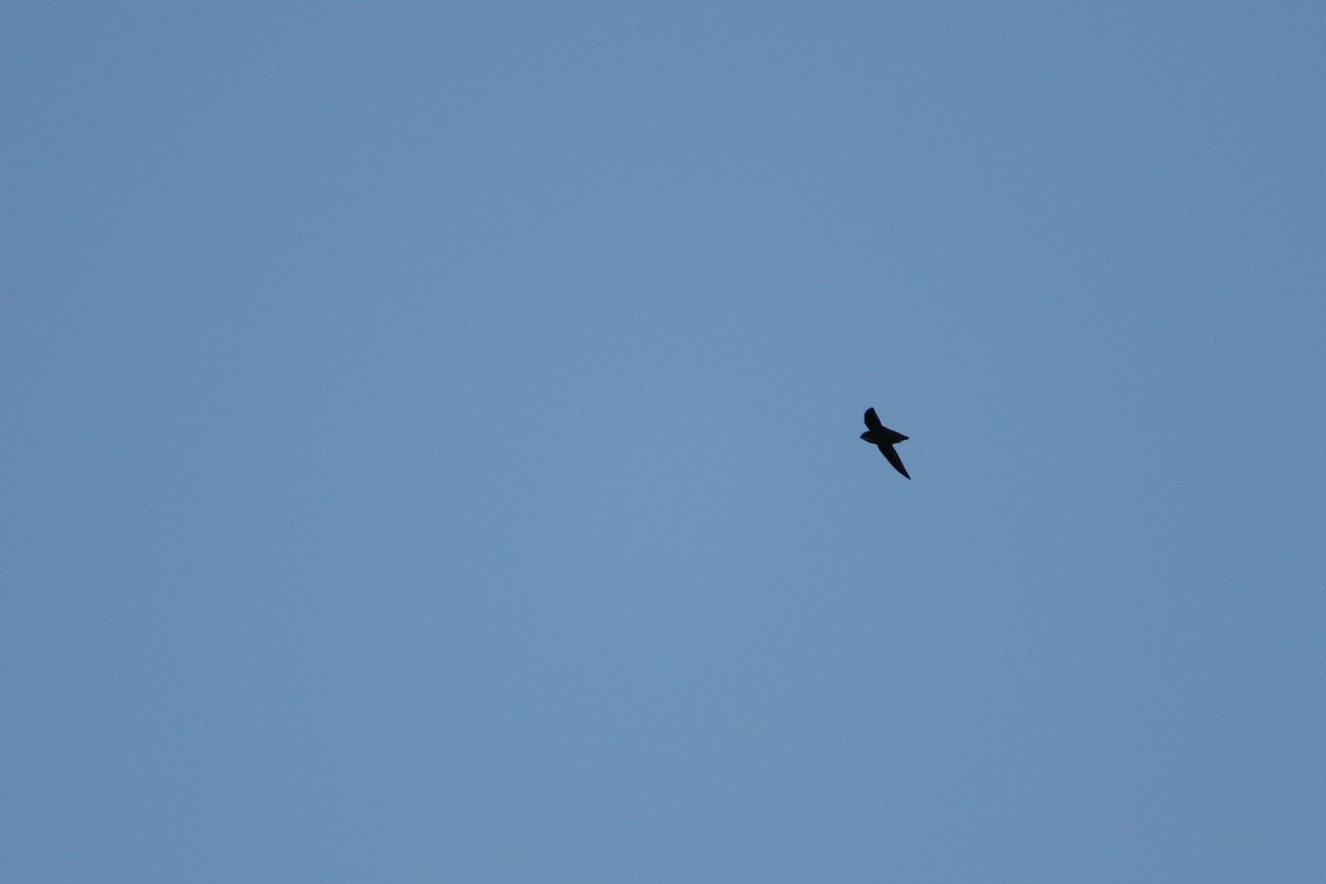 Chimney Swift - ML646608933