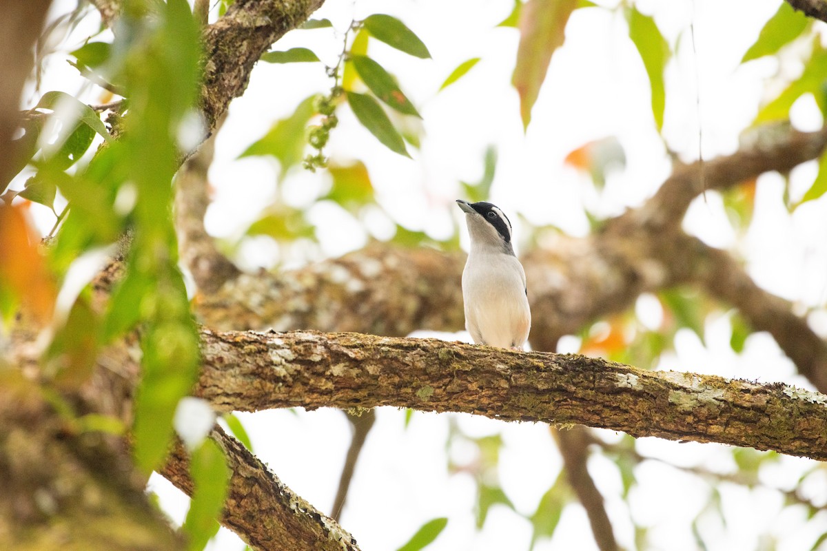 White-browed Shrike-Babbler - ML646608934