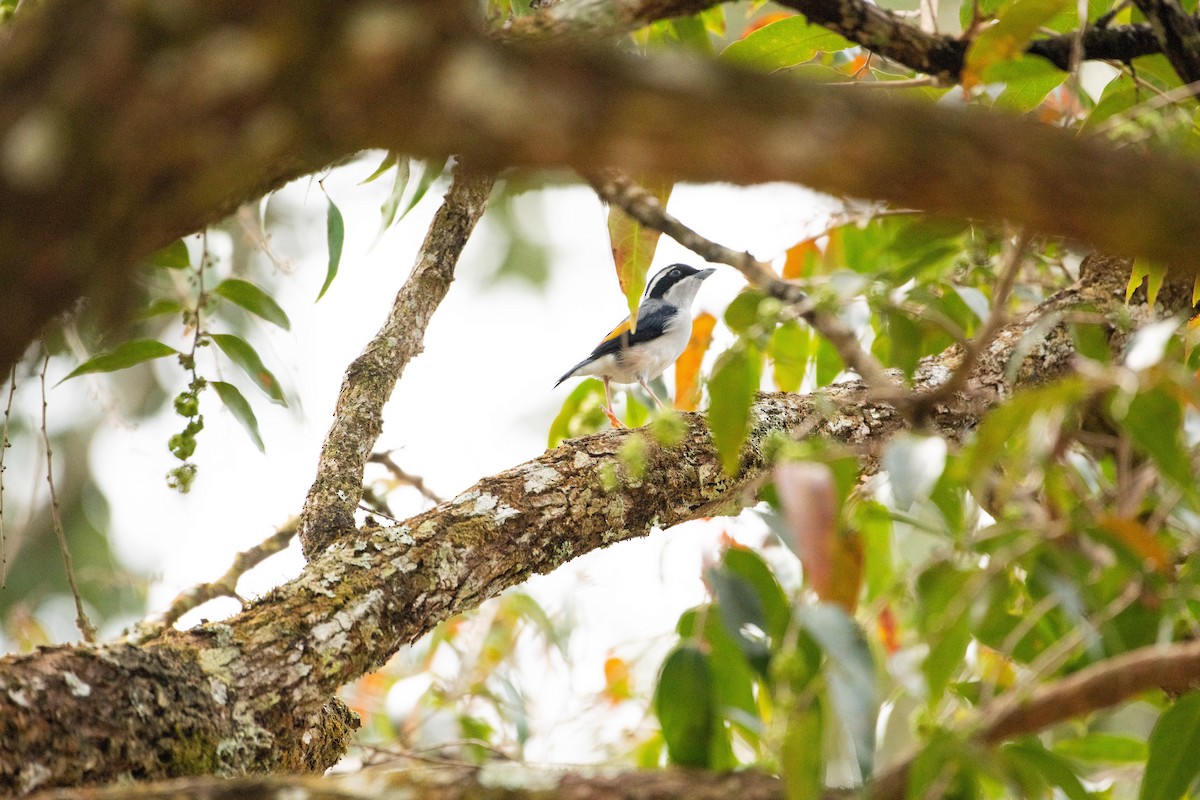 White-browed Shrike-Babbler - ML646608935