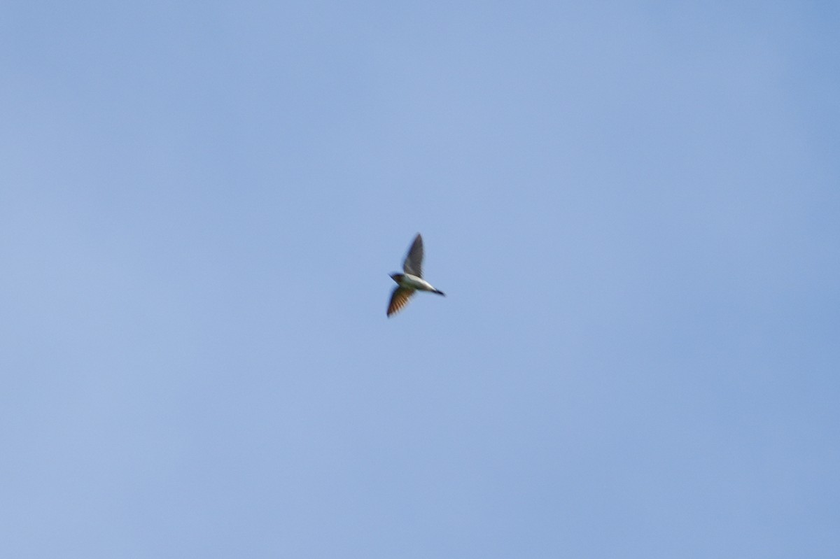 Northern Rough-winged Swallow - ML646608936