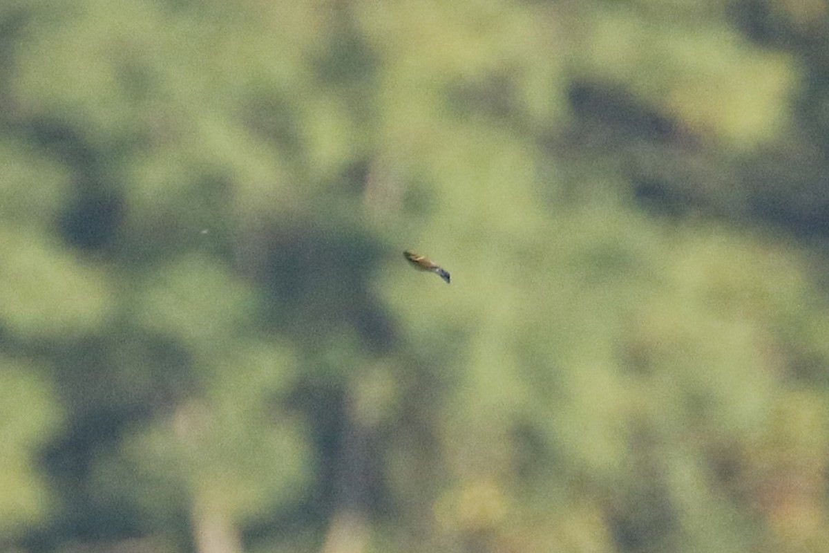 new world warbler sp. - ML646608938