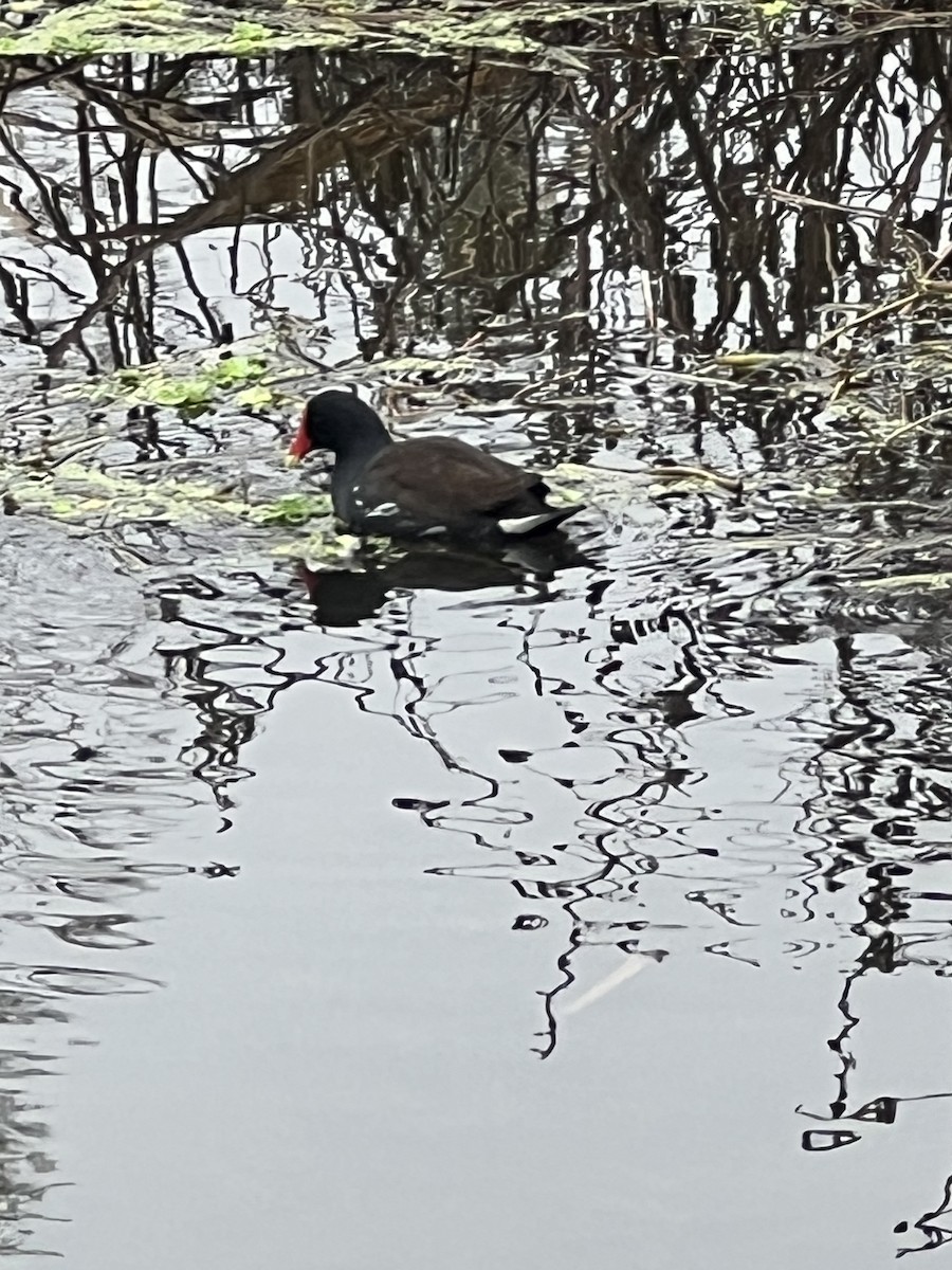 Common Gallinule - ML646608940