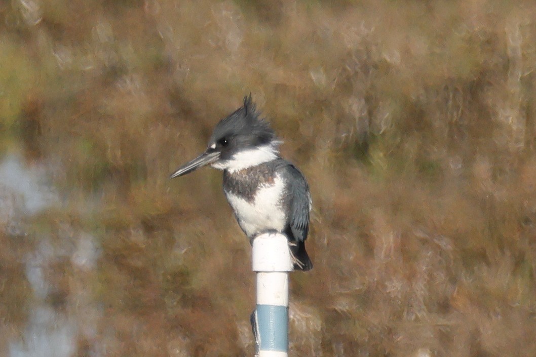 アメリカヤマセミ - ML646608943