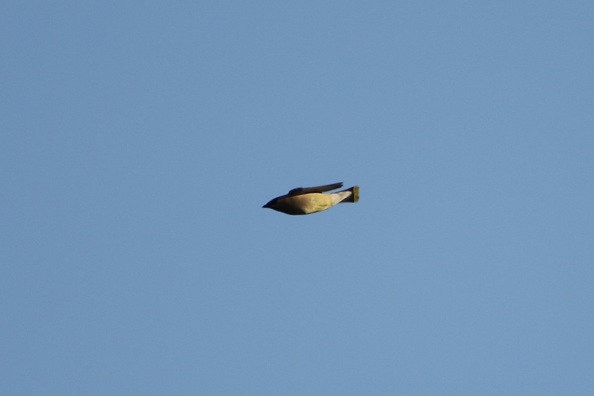 Cedar Waxwing - ML646608944