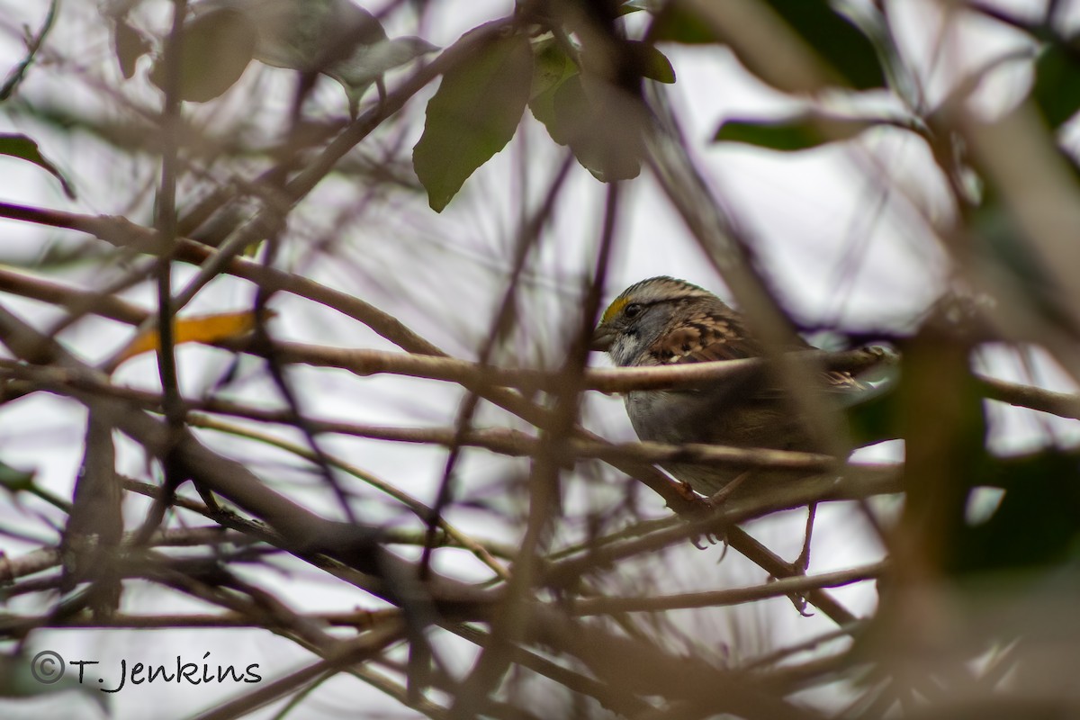 White-throated Sparrow - ML646608946
