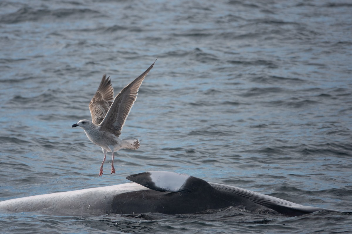 Great Black-backed Gull - ML646608947