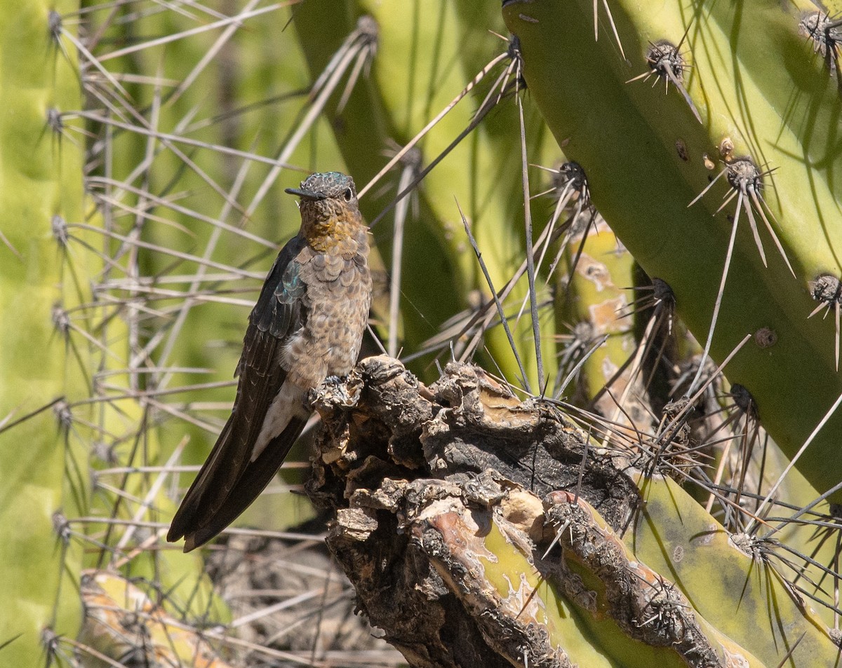 Giant Hummingbird - ML646608948