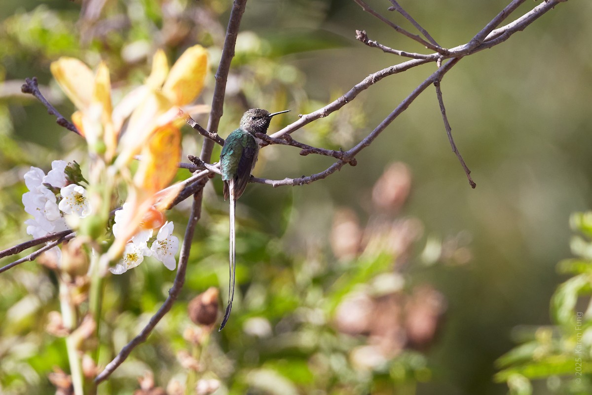 Перуанский искрохвост - ML646608949