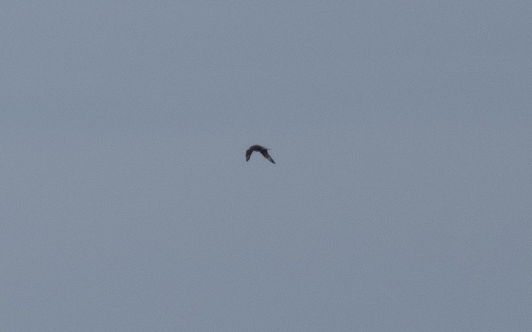 中賊鷗 - ML646608950