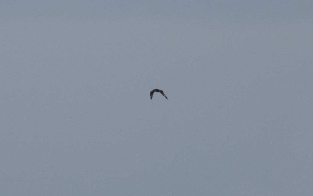 中賊鷗 - ML646608951