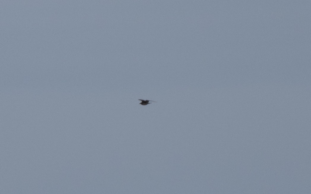 中賊鷗 - ML646608952