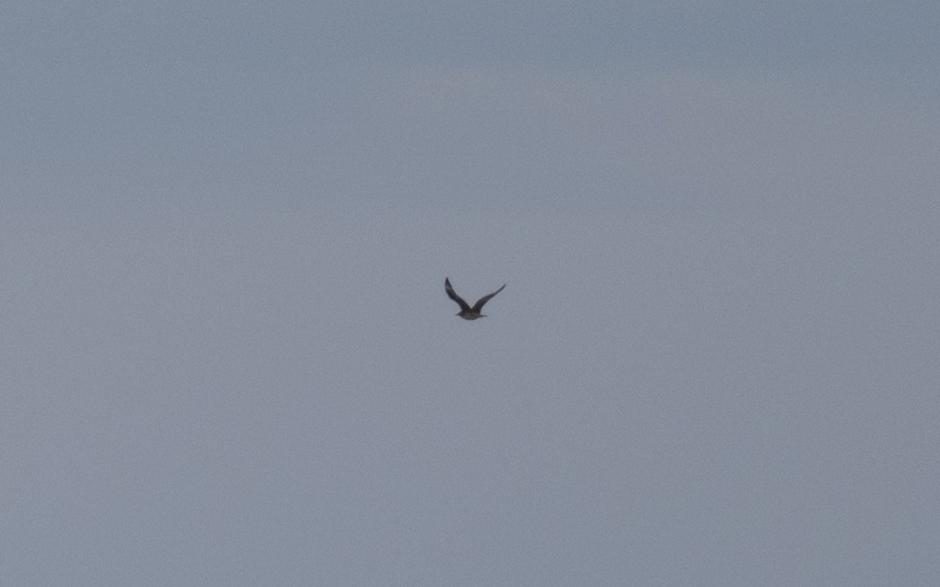 中賊鷗 - ML646608953