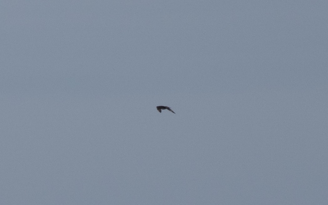 中賊鷗 - ML646608954