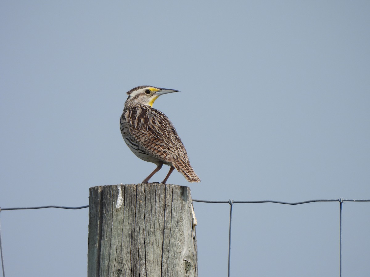 Western Meadowlark - ML646608958
