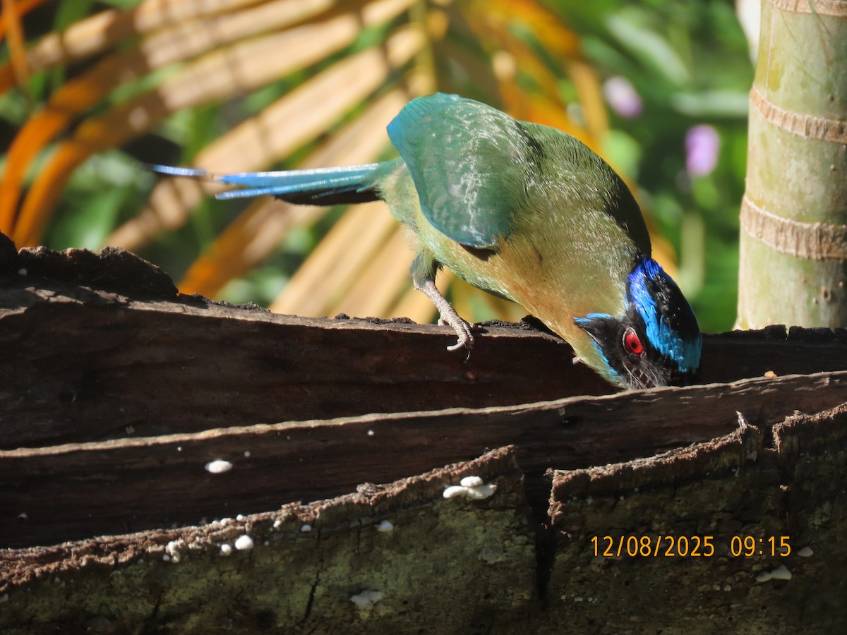 Lesson's Motmot - ML646608960