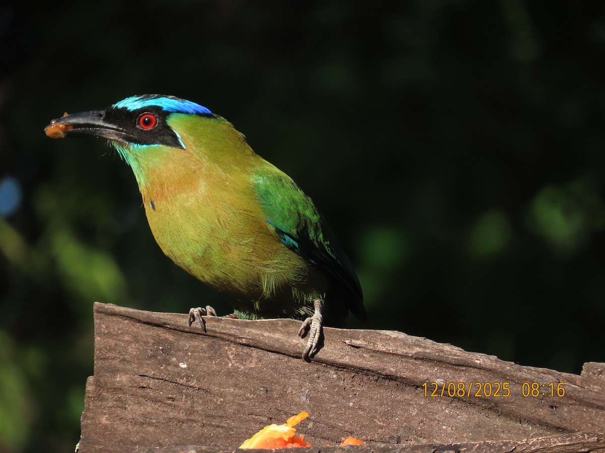 Lesson's Motmot - ML646608961