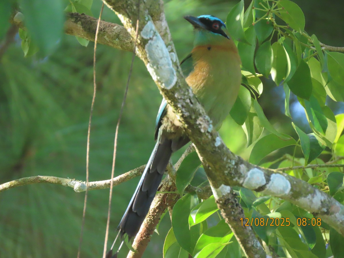 Lesson's Motmot - ML646608962
