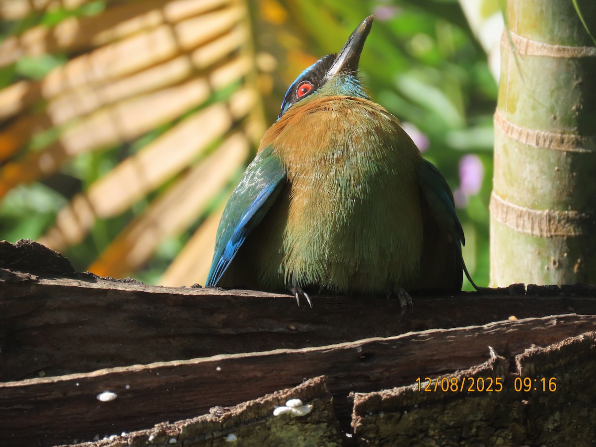 Lesson's Motmot - ML646608963