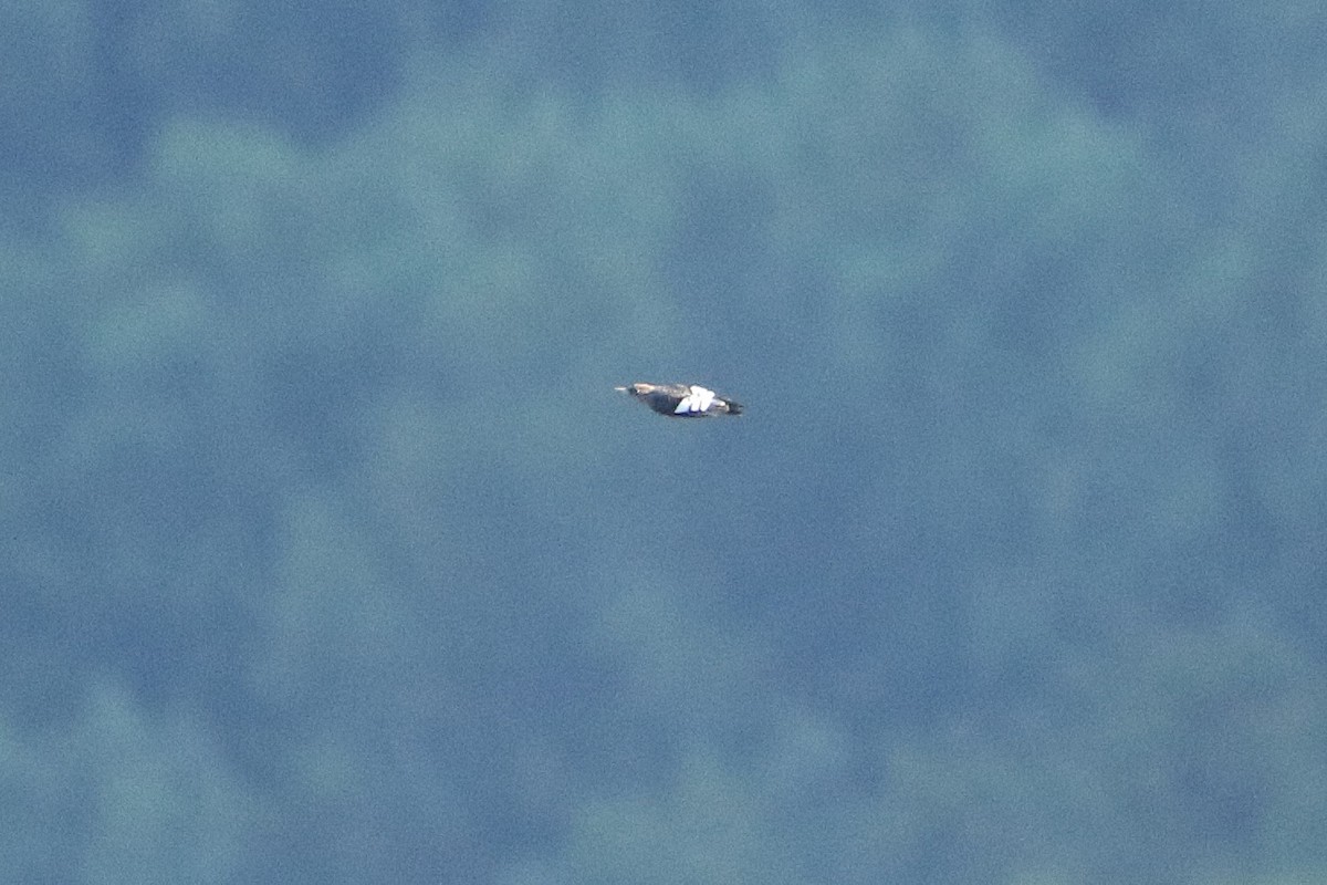 Red-headed Woodpecker - ML646608964