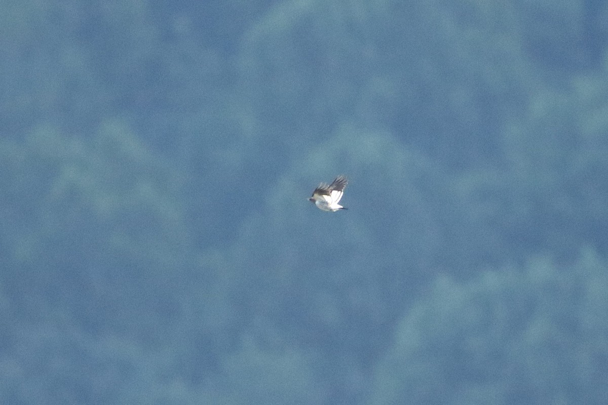 Red-headed Woodpecker - ML646608965