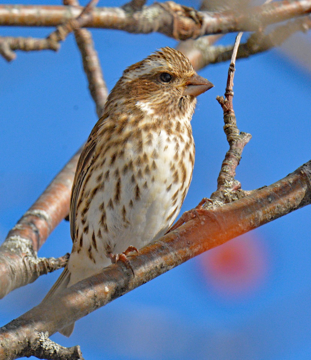 Purple Finch (Eastern) - ML646608966