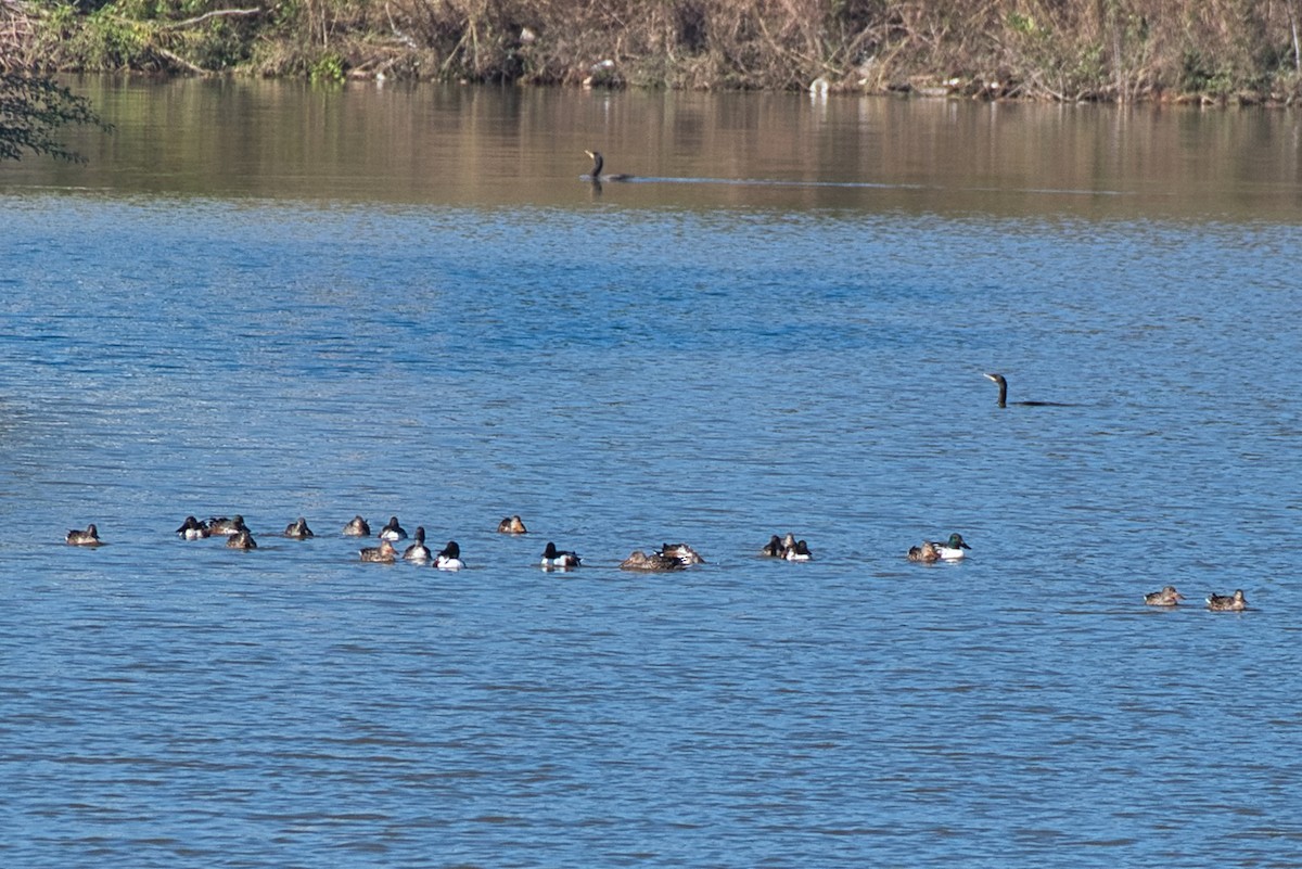 מרית צפונית - ML646608967