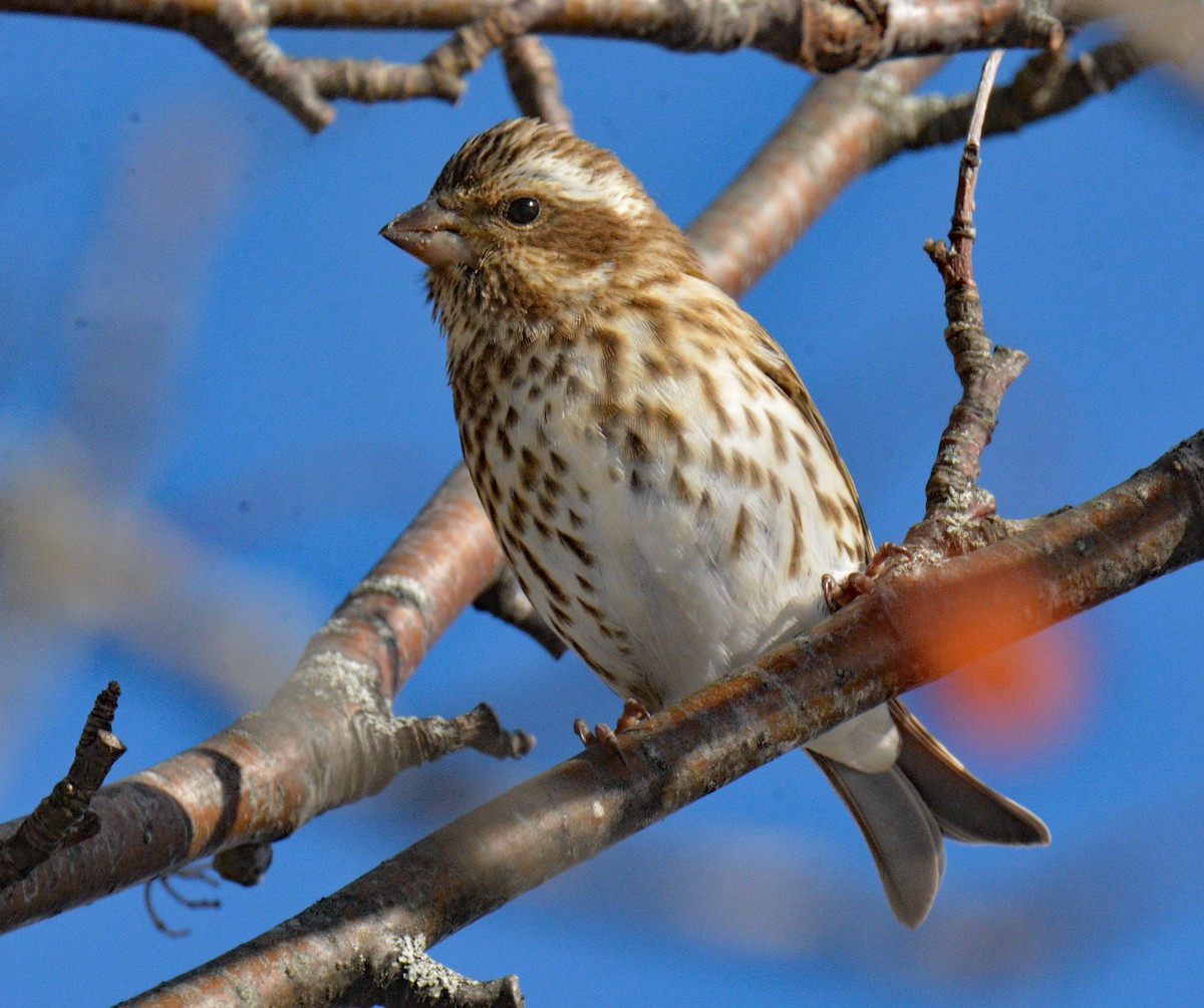 Purple Finch (Eastern) - ML646608969