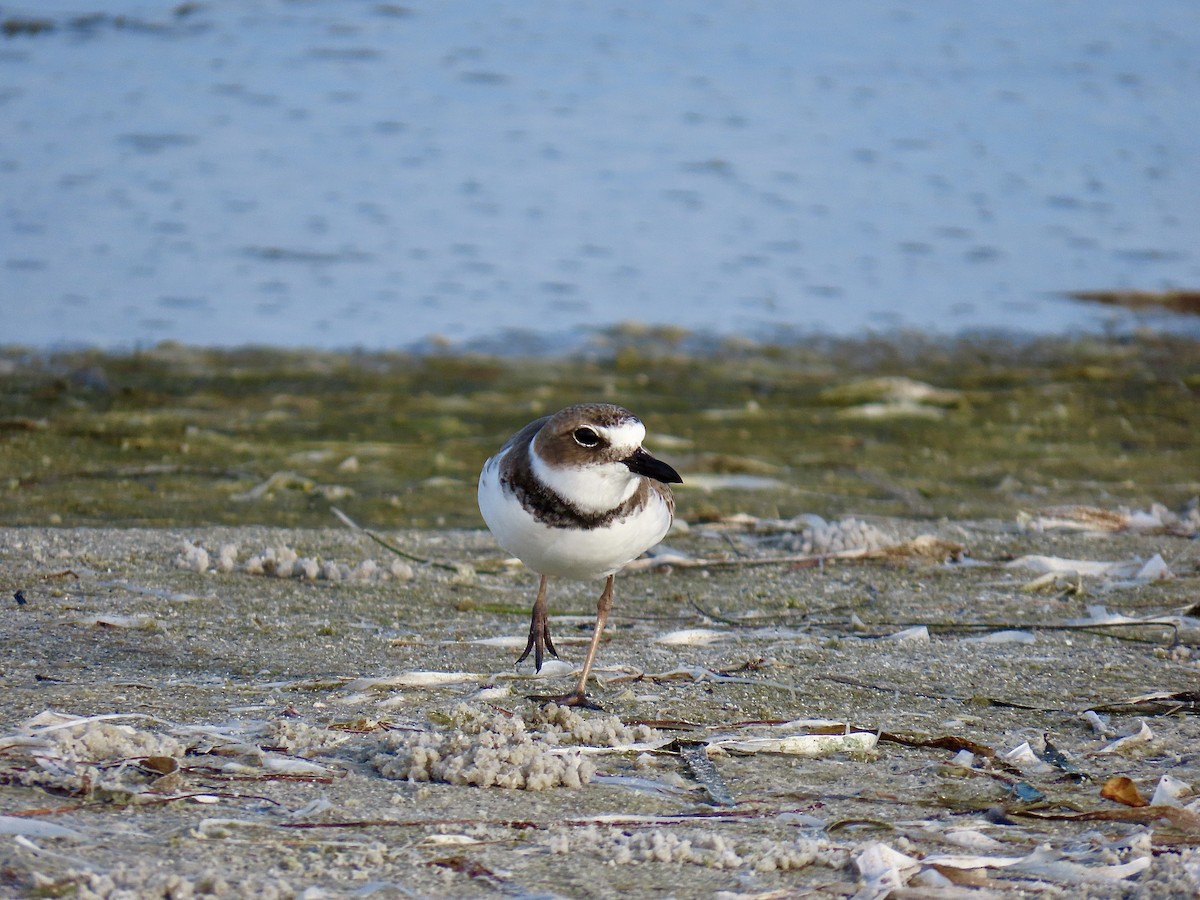 kulík tlustozobý - ML646608972