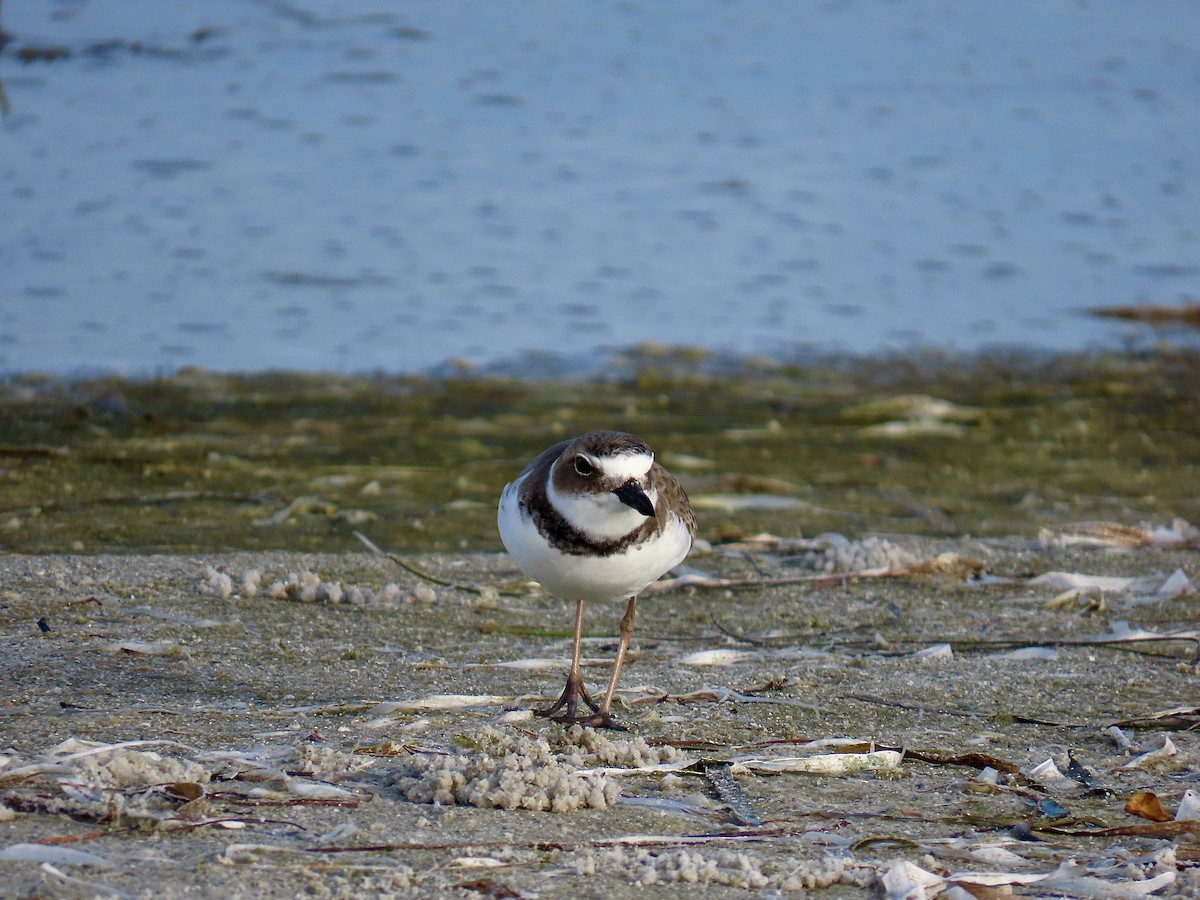 kulík tlustozobý - ML646608973