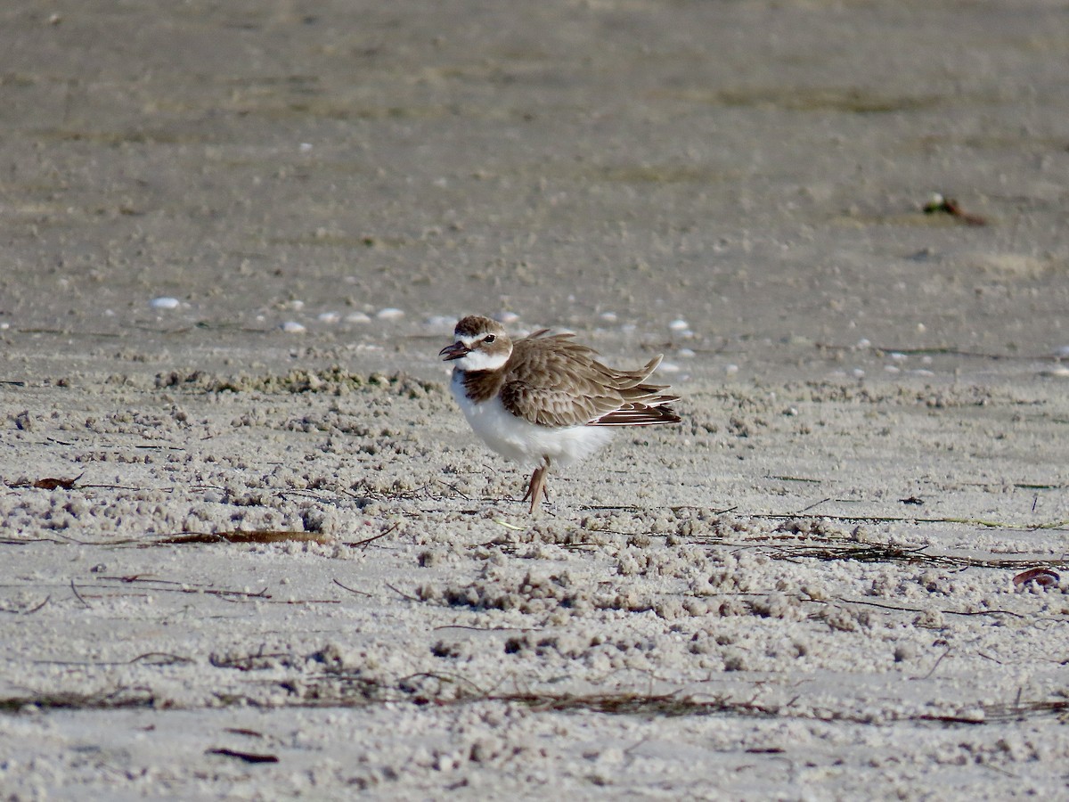 kulík tlustozobý - ML646608974