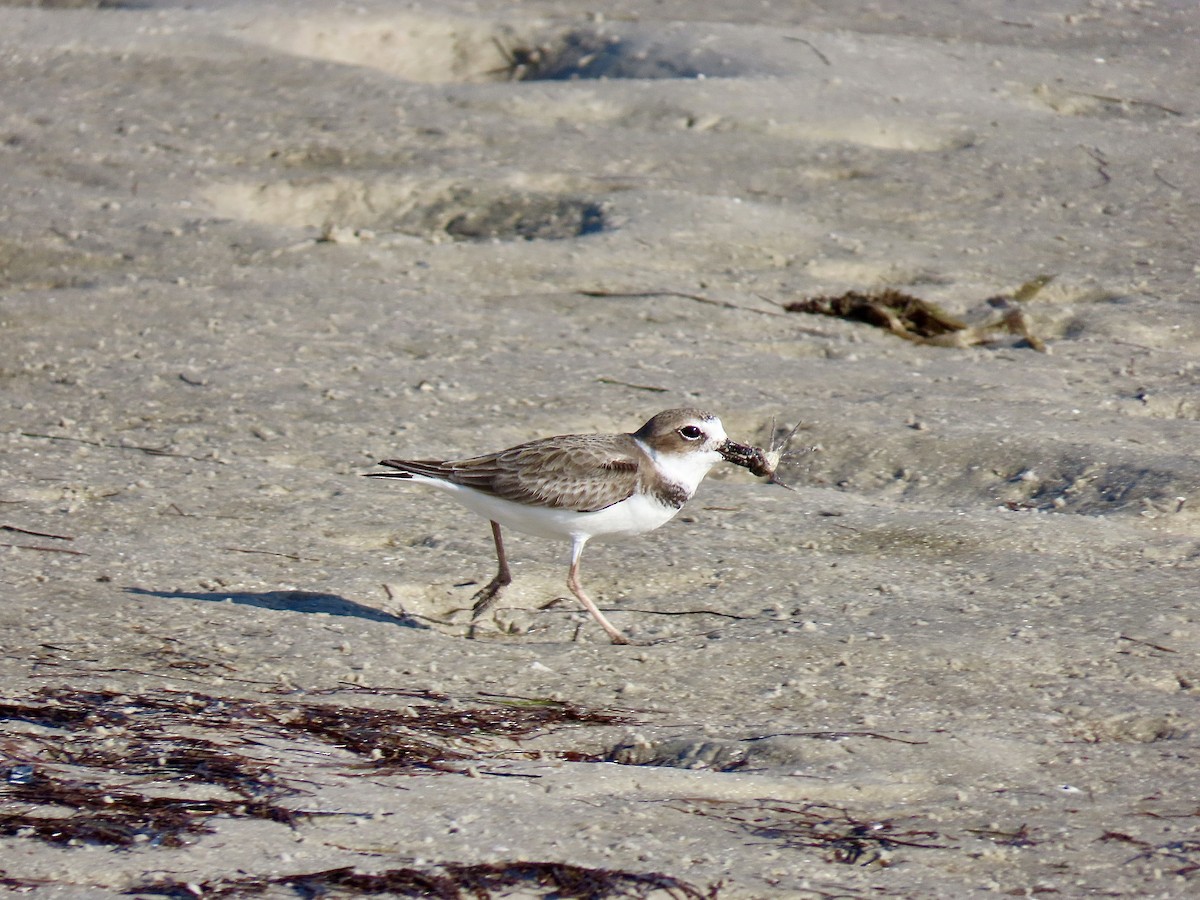 kulík tlustozobý - ML646608975