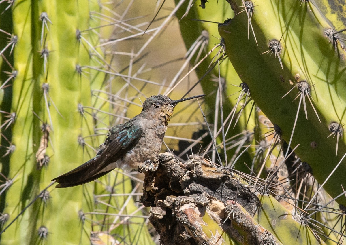 Giant Hummingbird - ML646608976