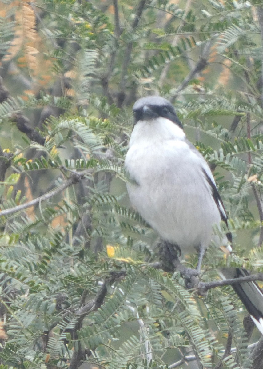 amerikavarsler - ML646608977