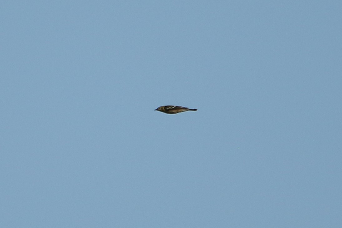 Reinita Castaña - ML646608978